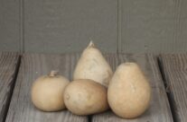 Assorted Ornamental Gourds