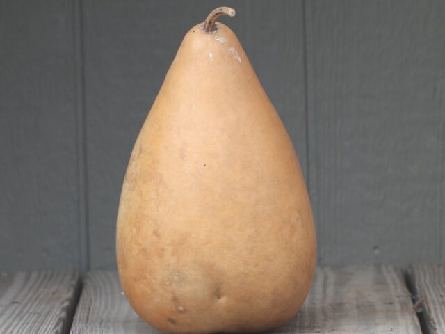 Tall/Vase Gourds